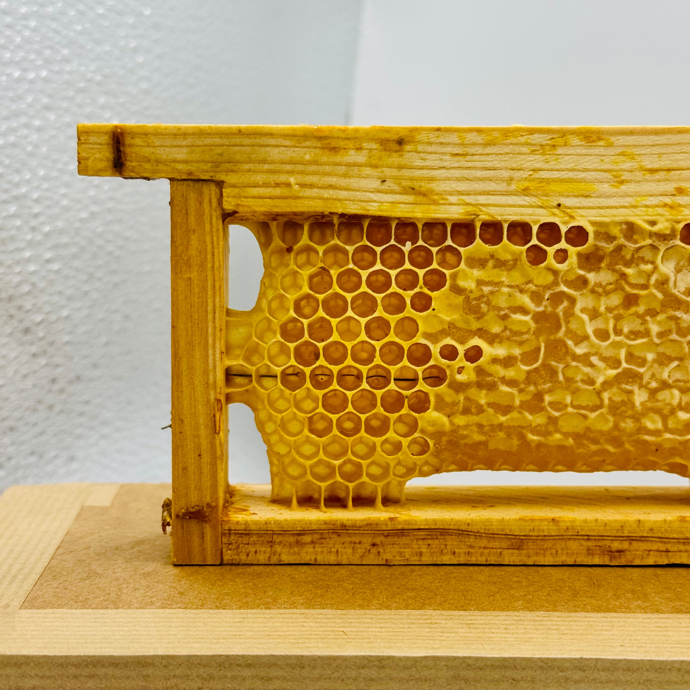 Cadre de miel entier Brut