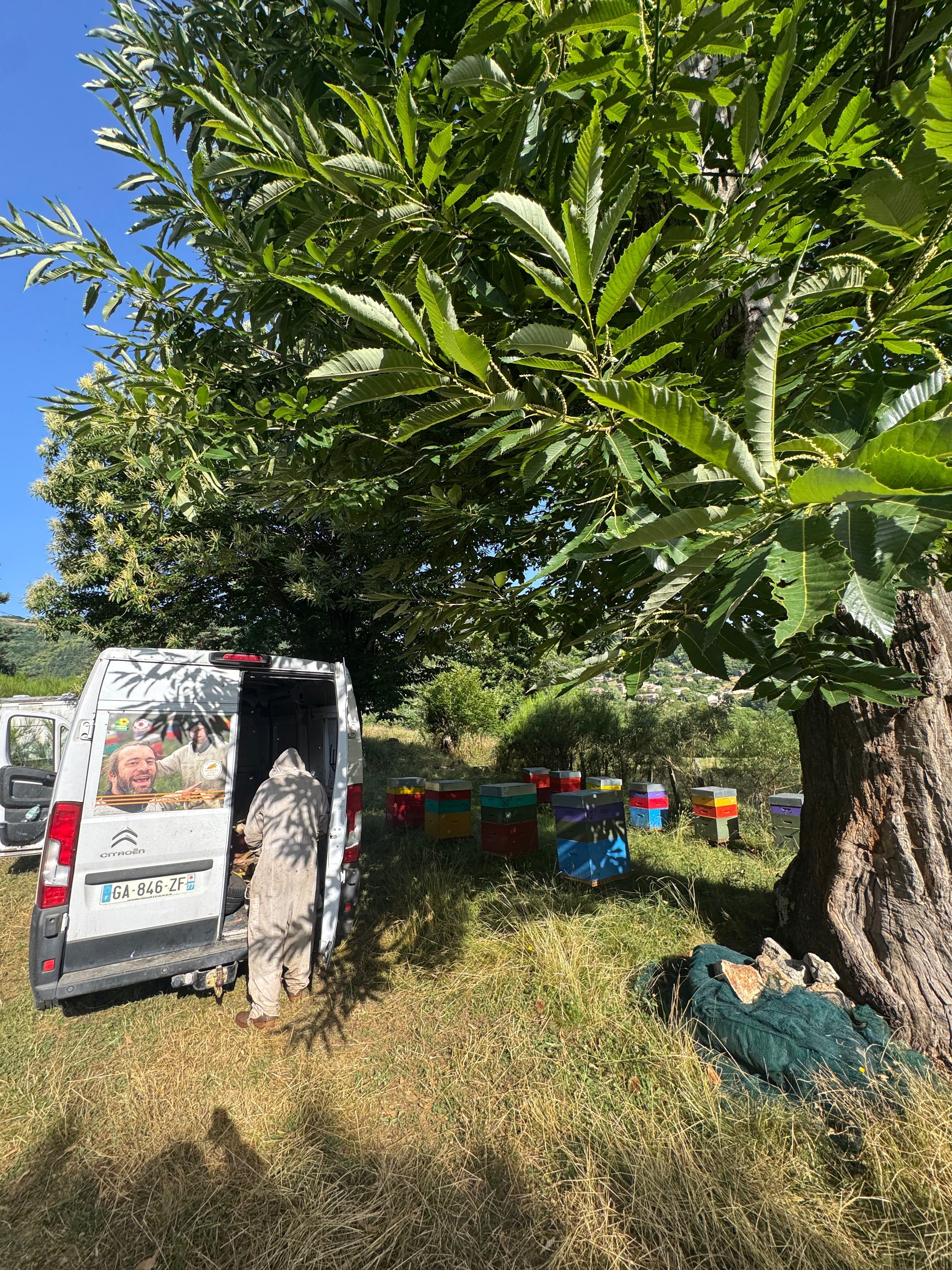 Miel de châtaignier : récolté en Ardèche, dans la ferme Boulon