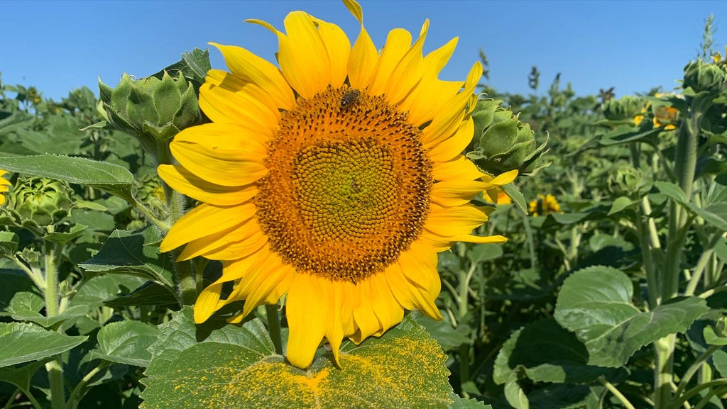 Miel de Tournesol